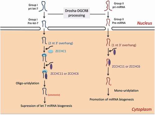 Figure 6. ZCCHC11 and ZCCHC6 regulate miRNA biogenesis in the presence or absence of ZCCHC1. (1) In embryonic stem cells and some cancer cells, ZCCHC1/Lin28A recruits ZCCHC6 or ZCCHC11 to oligouridylate pre-let-7 at the 3′end that inhibits its maturation. (2) In somic cells where lack of ZCCHC1, Group II pre-miRNA with a shorter 3′ overhang can be monouridylated by ZCCHC11 or ZCCHC6 that enhances miRNA biogenesis