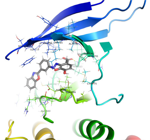 Figure 3 Predicted 3D demonstration of binding modes of C4 inside the active site of EGFR (PDB ID: 5UGB).