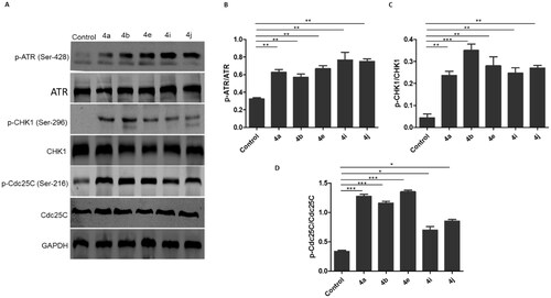 Figure 11. Ciprofloxacin hybrids 4a, 4b, 4e, 4i, and 4j induce G2/M cell cycle arrest possibly via ATR/CHK1/Cdc25C pathway A. Western blot revealed that expressions of p-ATR, p-CHK1, and p-Cdc25C were increased in HCT116 cells treated with Ciprofloxacin hybrids 4a, 4b, 4e, 4i, 4j, DMSO (negative control), and GAPDH (loading control) B. The relative protein levels of p-ATR, p-CHK1, and p-Cdc25C, compared to their total form ATR, CHK1, and Cdc25C, respectively, were measured by ImageJ. Data are plotted as means ± SEM of 3 experiments. * p < 0.05, ** p < 0.01, and *** p < 0.001 refer to the statistically significant differences in comparison to DMSO.