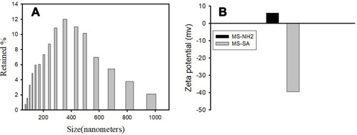 Figure 5 Particle size distribution of synthesized MS-SA (A). Zeta potential of synthesized MS-NH2 and MS-SA (B).