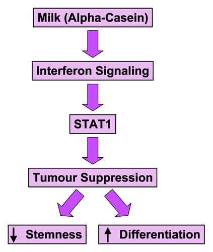 Figure 14. α-casein behaves as a signaling molecule. Mechanistically, α-casein functionally induced interferon-associated STAT1-signaling and reduced the “stemness” of mammary tumor cells. Thus, α-casein may mediate its tumor suppressor effects by conferring a more “differentiated” mammary cell phenotype. These findings define a previously unrecognized signal transduction pathway and identify α-casein as a signaling molecule.