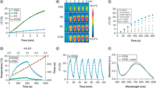 Figure 3. Photothermal performance characterization. (A) Temperature change and (B) infrared thermal images of different samples after 808-nm laser irradiation (1.2W/cm2, 5 min) (PB/PC/PCM: 0.2 mg/ml). (C) Photothermal performance of PCM with different concentrations (1.2W/cm2, 5 min). (D) The photothermal curve of PCM after 808-nm laser irradiation (0.8 W/cm2, 5 min) (PCM: 0.1 mg/ml). (E & F) Photostability and UV-Vis spectra of PCM before and after six laser irradiation cycles (PCM: 0.2 mg/ml).PB: Prussian blue; PBS: 1× Phosphate-buffered saline; PC: Bufotalin–Prussian blue nanoparticle; PCM: Bufotalin–Prussian blue biomimetic nanoparticle.