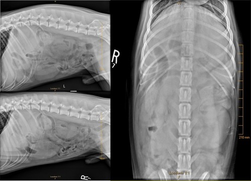 Figure 1 Abdominal radiographs with left, right, and ventrodorsal views depicting decreased serosal detail in the mid-abdomen. No mass effect was visualized.