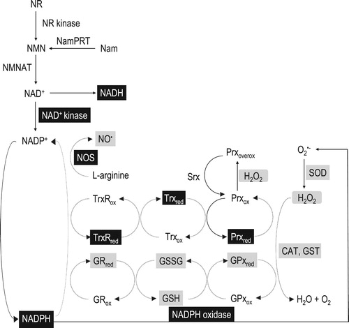 Figure 1. The NADPH-related redox network. The black boxes indicate the biomarker protocols presented in this paper, and the grey boxes indicate the biomarker protocols presented in Veskoukis et al. [Citation15]. NADH: nicotinamide adenine dinucleotide reduced, NAD+: nicotinamide adenine dinucleotide oxidized, NADPH: nicotinamide adenine dinucleotide phosphate reduced, NADP+: nicotinamide adenine dinucleotide phosphate oxidized, NR: nicotinamide riboside, NR kinase: nicotinamide riboside kinase, NMN: nicotinamide mononucleotide, NamPRT: nicotinamide phosphoribosyl transferase, Nam: nicotinamide, NMNAT: nicotinamide mononucleotide adenylyl transferase, GRred: reduced form of glutathione reductase, GRox: oxidized form of glutathione reductase, GPxred: reduced form of glutathione peroxidase, GPxox: oxidized form of glutathione peroxidase, GST: glutathione transferase, CAT: catalase, SOD: superoxide dismutase, GSH: reduced glutathione, GSSG: glutathione disulphide, Prxred: reduced form of peroxiredoxin, Prxox: oxidized form of peroxiredoxin, Prxoverx: over-oxidized form of peroxiredoxin, Trxred: reduced form of thioredoxin, Trxox: oxidized form of thioredoxin, TrxRred: reduced form of thioredoxin reductase, TrxRox: oxidized form of thioredoxin reductase, Srx: sulfiredoxin, NO•: nitric oxide, NOS: nitric oxide synthase.