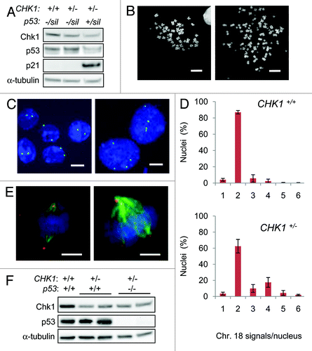 Figure 1. Tetraploidization is suppressed by CHK1 and p53. (A) Chk1, p53 and p21 proteins were assessed in derivatives of DLD-1 by immunoblot. α-tubulin was probed as a loading control. (B) Representative images of diploid (left) and tetraploid (right) metaphase chromosome spreads. (C) Representative images of chromosome 18 signals. Nuclei were counterstained with DAPI (blue). (D) The number of chromosome 18-specific FISH signals per nucleus was assessed in wild type DLD-1 cells (CHK1+/+; n=550) and in CHK1-haploinsufficient derivatives (CHK1+/-; n=350). (E) Mitotic cells stained with antibodies to γ-tubulin (red) to detect centrosomes and α-tubulin (green) to detect mitotic spindles. Bipolar (left) and multipolar spindles (right) were observed. Nuclei were counterstained with DAPI. (F) Chk1, p53 and α-tubulin (loading control) proteins were assessed in derivatives of HCT116. Bars,10 μm.