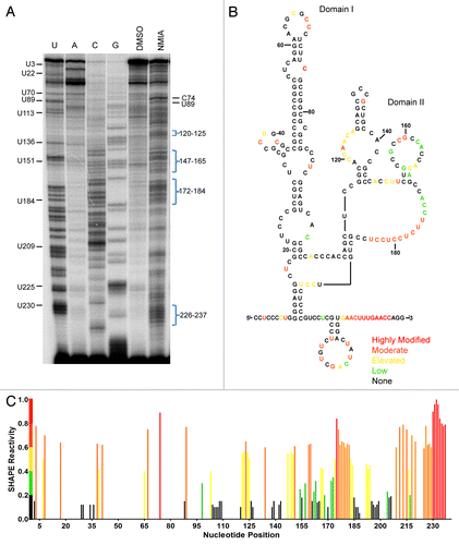 Figure 3. Structural analysis of the tau IRES. (A) Reverse transcription of SHAPE analysis conducted on the tau 5′ leader. 65 mM NMIA or DMSO as control was used to modifiy the RNA. (B) Constraints identified from the SHAPE analysis were used in the mFold algorithim to produce the secondary structure of the tau IRES. The color coordination corresponds to the SHAPE reactivity of the nucleotides once the background (DMSO lane) is subtracted out. Red, highly modified; orange, moderate modification; yellow, elevated level of modification; green, low modification; black, no modification. (C) Normalized SHAPE reactivity with corresponding color coordination plotted against nucleotide position.
