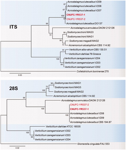 Figure 1. Phylogenetic tree based on neighbor-joining analysis of internal transcribed spacers (ITS rDNA) and 28S rDNA sequences of A. luteoalbus CNUFC-YR537-1 and A. luteoalbus CNUFC-YR537-2. Colletotrichum boninense and Glomerella cingulata were used as outgroups. Bootstrap support values of ≥50% are indicated at the nodes. The bar indicates the number of substitutions per position.