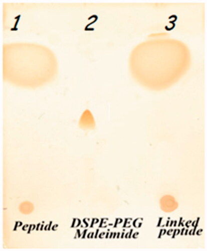 Figure 1. Conjugation of peptide to DSPE-PEG Maleimide by TLC. In third column, there is no spot of PEG2000-DSPE which showed the end of the reaction.