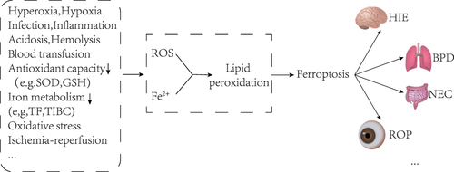 Figure 2 Neonatal disease and ferroptosis. Newborns are easily exposed to oxidative stress environments such as hypoxia, hyperoxia, infection, inflammation, acidosis, and blood transfusion after birth, and their antioxidant capacity and iron metabolism capacity are poor, which will lead to increased ROS and free iron, and then cause ferroptosis through lipid peroxidation. A variety of neonatal diseases may be caused by ferroptosis, such as hypoxic-ischemic encephalopathy, bronchopulmonary dysplasia, necrotizing enterocolitis, and retinopathy of prematurity.
