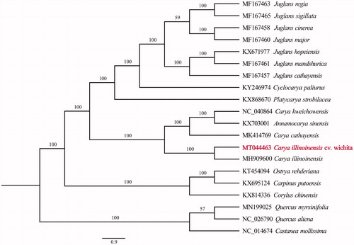 Figure 1. Phylogenetic position of C. illinoinensis based on 20 complete cp genomes. Phylogenetic tree was constructed using ML method. The bootstrap support values were shown at the branches.