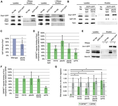 Figure 4. Hrb1 is involved in the recruitment of the 5ʹ-end degradation machinery. (A) Gbp2 and Hrb1 co-precipitate with Dcp1. Western blots of co-IPs of Gbp2 and Hrb1 with Dcp1-GFP are shown. The asterisks indicate bands of Hrb1 from previous detection with the Hrb1 antibody. Tdh1 served as a negative control. For the RNase treated IP the cells were treated with 1% formaldehyde for 10 min at 25°C. After the precipitation, proteins were de-crosslinked for 20 min at 95°C. Dcp1-GFP was not detectable in the lysates. See also Fig S4B and S4C. (B) The interaction of Upf1 and Dcp1 is promoted by Gbp2 and Hrb1. Co-IPs of Upf1-HA with GFP-tagged Dcp1 in GBP2 HRB1 and gbp2∆ hrb1∆ cells are shown on western blots. All cells are deleted for UPF1, and express pUPF1-HA. The asterisk indicates an unspecific cross-reaction with the GFP antibody. Dcp1-GFP was not detectable in the lysates. Tdh1 served as a negative control. (C) Quantification of seven independent co-IPs shown in (B). Signal intensities of the Upf1-HA bands were related to the corresponding Dcp1-GFP pull-down signals. (D) The binding of Dcp1 to a PTC-containing transcript is disturbed in the HRB1 knock out. Dcp1 RIP experiments and subsequent qPCRs were carried out in the indicated strains. All strains express genomic DCP1-GFP. n = 5 (hrb1∆ n = 6). Co-purified RNA levels were normalized to the endogenous wild-typical CBP80 mRNA and the total levels from whole-cell lysates. Dashed lines indicate the level of wild type and average level of upf1∆. See also Fig S4D. (E) Xrn1 interacts with Gbp2 and Hrb1. Gbp2 and Hrb1 co-IPs with Xrn1-GFP are shown on western blots. Hem15 served as a negative control. (F) Xrn1 recruitment to PTC-containing substrates is Upf1- but not Gbp2- or Hrb1-dependent. Xrn1 RIP experiments and subsequent qPCRs with the PTC-containing reporter are shown in the indicated strains. All strains express genomic XRN1-GFP. n = 3. See also Fig S4E. (G) Decapping of CBP80PTC RNA is defective without Gbp2 or Hrb1. RNA was isolated in the indicated strains containing the CBP80PTC reporter. A sample of this RNA was used for in vitro Xrn1 digestion, which can only degrade decapped RNAs. CBP80PTC and endogenous CBP80 were detected after Xrn1 digestion via qPCR and normalized to control samples without Xrn1 digestion. n = 6 (upf1∆ n = 4)