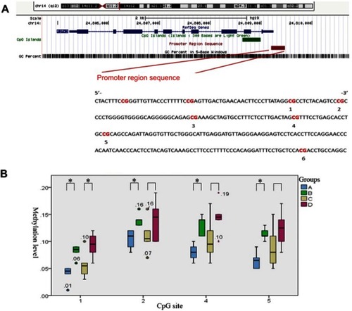 Figure 6 Methylation levels of the CpG sites in the RIPK3 promoter. (A) Schematic diagram of the RPIK3 promoter. The sequence represents a 276-base pair fragment (−43 bp to +232 bp) in RPIK3. The start of the 1st exon was considered as +1 of the sequence. Numbers 1–6 refer to locations of the CpG sites within the RIPK3 elements tested, and underlining shows the number of multiple CpG sites that were tested simultaneously. (B) Comparison of the methylation levels of CpG sites in RIPK3 promoter regions. Data are expressed as Median (P25, P75). * Wilcoxon Rank Sum test was performed: *P<0.05(relative to the respective control: B or D). ncase =6, ncontrol =6.