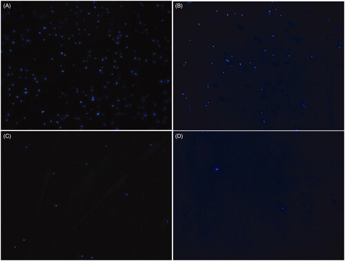 Figure 6. Fluorescence intensity of USA300 DNA. (A) Untreated cells. (B) Cells treated with oridonin (128 μg/mL) for 2 h. (C) Cells treated with oridonin (128 μg/mL) for 4 h. (D) Cells treated with oridonin (128 μg/mL) for 8 h.
