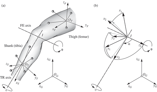 Figure 1. (a) Marker clusters generally moving with respect to global coordinate system O G (x G , y G, z G ) are used to define local coordinate systems (LCS) fixed in the femur O F (x F , y F, z F ) and in the tibia O T (x T , y T, z T ), respectively. In the present model the FE and the TR axes intersect at point I but need not to be orthogonal. Angle describes the FE-movement whereas describes the tibial rotation. (b) Two additional LCS are defined. The first is fixed in the femur (x 1, y 1, z 1), and the second is fixed in the tibia (x 2, y 2, z 2). The origins of the two LCS coincide with the point I. The axis lies in the FE axis whereas coincides with the TR axis. The angle represents the angle between FE and TR axes.