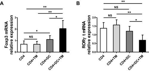 Figure 3 Talaromyces marneffei yeast cells up-regulated Foxp3 mRNA expression and down-regulated RORγt mRNA mediated by DCs. The mRNA expression levels of RORγt and Foxp3 in the co-culture of CD4+ T lymphocytes, DCs, and yeast cells of TM were detected by qRT-PCR. Comparisons of (A) Foxp3 mRNA and (B) RORγt mRNA in co-cultured cells. Data are expressed as mean ± SD (n=6). *P < 0.05, **P < 0.01.Abbreviations: DC, dendritic cell; TM, Talaromyces marneffei; CD, cluster differentiation; RT-PCR, real-time polymerase chain reaction; Foxp3, forkhead box protein 3; RORγt, RAR-related orphan receptor γt; SD, standard deviation; NS, not significant.