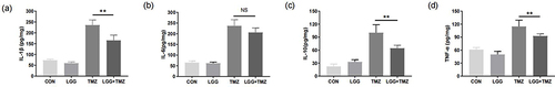 Figure 3 LGG inhibited the expression of inflammatory cytokines to alleviate TMZ-induced intestinal mucosal injury. (a–d) Expression of intestinal IL1β, IL6, IL10, and TNFα in mice in the four groups on day 14, respectively. **P<0.01.