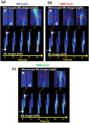 Figure 9. Visualization of dynamic strain distribution over time using ML microscopic images and ML images of adhesive joints obtained during SLS test using laser-treated aluminum substrates. Feed rate: (a) 500, (b) 1000, (c) 2000 mm/s. The red arrows indicate the interface between the two sides of the adhesive layer. White arrows with the F character indicates the load direction during tensile test.