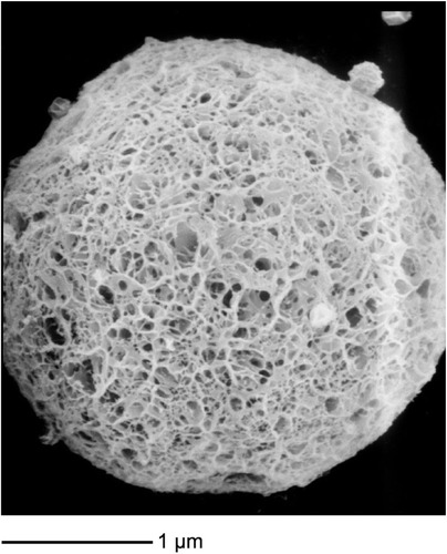 Figure 2 The morphology of the RPC-loaded chitosan microspheres observed by SEM.