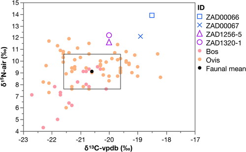 Fig 11 Plot of δ13C and δ15N for Domburg adults (n = 4) along with sheep (n = 60, pale orange) and cow (n = 19, pale red). The faunal mean is shown in black, with a black outline representing the +/− 1 SD range from the mean (δ13C = −20.6‰ +/− 1; δ15N = 9.1‰ +/− 1.5). Domburg females and one of the males plot approximately one trophic level above the faunal mean, while both males have more elevated δ13C values. Data from Ervynck et al Citation2014 (coastal sites of Leffinge, Brugge and Uitkerke). Figure by Eleanor Farber.