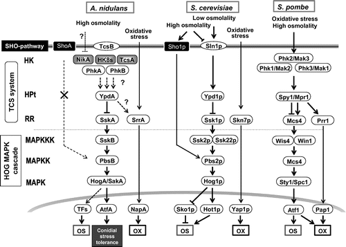 Fig. 3. Comparison of signaling components in HOG pathway among Aspergillus nidulans, Saccharomyces cerevisiae, and Schizosaccharomyces pombe.