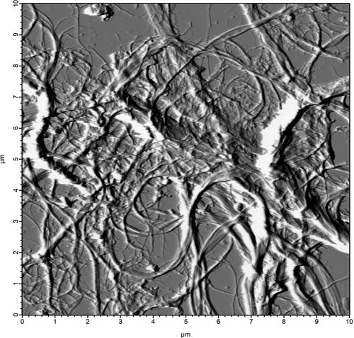 Figure 1. An atomic force micrograph of dried CNF fibers. Image taken by Ethan O’Banion June, 2023 University of Maine REU Hub and Spoke program.AMF of dried CNF.