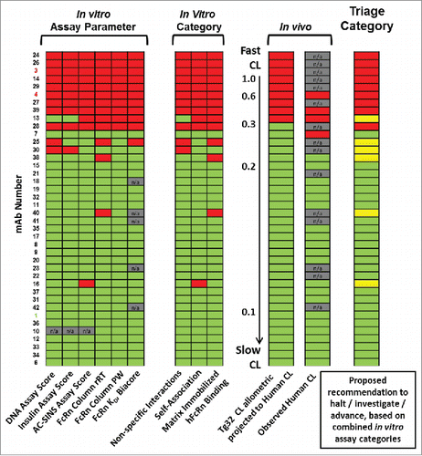 Figure 5. Retrospective comparison of in vitro parameters and categories to human CL with triage assessment. Data from the set of study mAbs are rank-ordered by descending projected human CL from Tg32 mouse data. In vitro assay data and CL are scored as below threshold (green) or above threshold (red). Triage category: proposed decisions for each molecule based on the combined in vitro assay data are as follows: advance mAb candidate (green; accept mAbs scoring below threshold in 3/3 assay categories); characterize further (yellow; mAbs scoring above threshold in 1/3 or 2/3 assay categories); or do not advance mAb candidate (red; mAbs scoring above threshold in 3/3 assay categories). Key: Assay negative control (mAb-01) and positive controls (mAb-03 and -04) denoted in mAb listing. n/a indicates data not generated.