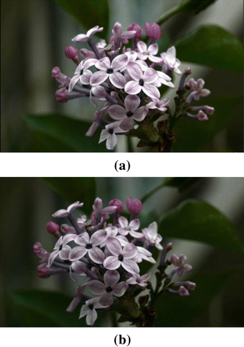 Figure 8. The original images that were used in the experiment with stereoscopic images: (a) the left-eye image and (b) the right-eye image.