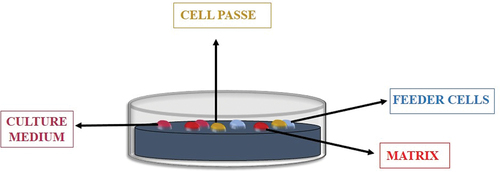 Figure 10. Xenogenic materials in induced pluripotent stem cells (iPSC) culture.