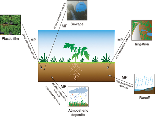 Figure 2. Sources of microplastics in direct (ex. runoff, sewage, plastic film, and irrigation) and indirect (ex. atmospheric deposit) contact with soil.