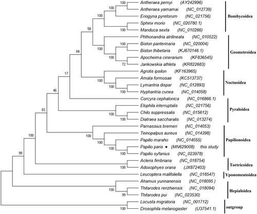 Figure 1. Tree shows the phylogenetic relationships among Lepidopteran insects, constructed using Maximum-Likelihood method. Bootstrap values (1000 repetitions) of the branches are indicated. Drosophila melanogaster (U37541.1) and Locusta migratoria (NC_001712) were used as outgroups.