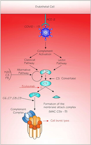 Figure 1. Complement activation in COVID-19 infection.Angiotensin-converting enzyme (ACE2) plays a crucial role in the initiation of COVID-19 infection by attaching to the endothelial cells and hence having the domino effect on the infection and defense processes including the complement system. The classical pathway is triggered by antibody or by direct binding of complement component C1q (not shown) to the pathogen surface; the lectin pathway, which is triggered by mannan-binding lectin binds some encapsulated bacteria; and the alternative pathway is triggered directly on pathogen surfaces. Classical and lectin pathways are activated resulting in the formation of the C3b. The alternative pathway is activated by hydrolysis (tick-over) of C3 that forms C3 (H2O). The latter binds to factor B (fB), which is eventually cleaved by factor D (not shown) to form the alternative pathway fluid-phase initiation C3 convertase. The C3 convertases cleave C3 into C3a and C3b. Eventually, C3b contributes to the configuration of the C5 convertases that cleave C5, leading to the production of C5a and C5b. It is C5b that instigates the terminal events of complement activation, resulting in the formation of the membrane-attack complex (MAC or C5b-9 complex). Eculizumab (a drug, and not part of the complement cascade) inhibits the cleavage of C5 into C5a and C5b and hence prevents the generation of the terminal complement complex C5b-9.