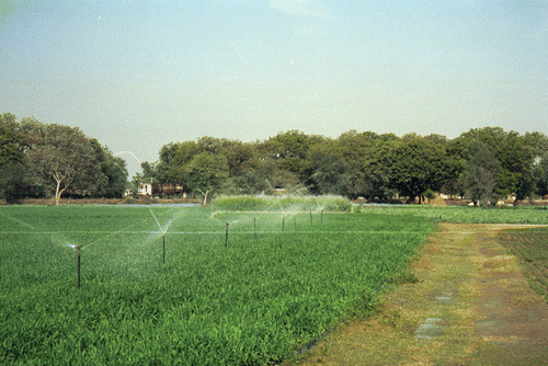 Figure 2 Winter crops on intensively irrigated land in the study area.