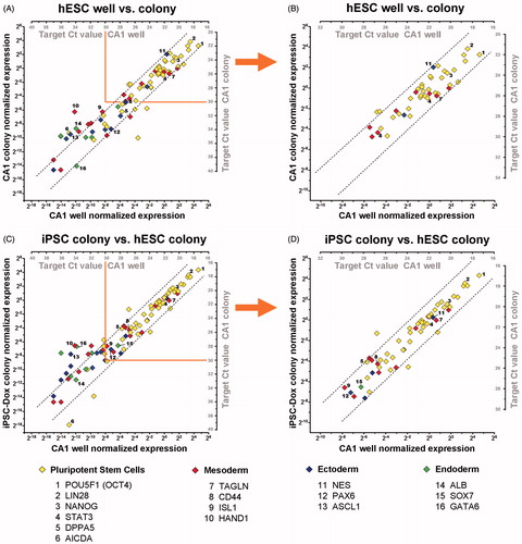 Figure 4. Analyzing hPSC cultures at a micro sample format. Graphs show a comparison of gene expression data obtained by pre-amplification (Pre-Amp) analysis from a small colony biopsy of CA1 (∼1,000 cells) vs. a dissociated CA1 culture sample (∼50,000 cells) (A, B), and an iPSC colony biopsy vs. CA1 (C, D). Normalized gene-expression data for each detected target are plotted on x1, y1 axes. The corresponding Cq values for each target are shown on x2, y2 axes. Dotted lines indicate a fold-change range of ±3.68 (21 + 20.75; qPCR error range + Pre-Amp tolerance range). Selected targets for all germ layers are indicated. (A) Comparison of two representative samples of CA1 cultures isolated and processed separately; show strongly correlating Pre-Amp gene expression data, for targets with Cq ≤ 30. (B) Reduced correlation of expression data are observed with Pre-Amp Cq > 30 (single copy detection range). (C) Comparison of a representative iPSC colony biopsy at the first passage (P1) after initial isolation, reveal a highly comparable expression profile, especially of pluripotency markers, compared to CA1. (D) Targets with Cq < 30 show strongly correlating gene expression data between the two analyzed samples. The workflow allows accurate gene expression profiling at earliest stages of reprogramming for quality control and colony selection.