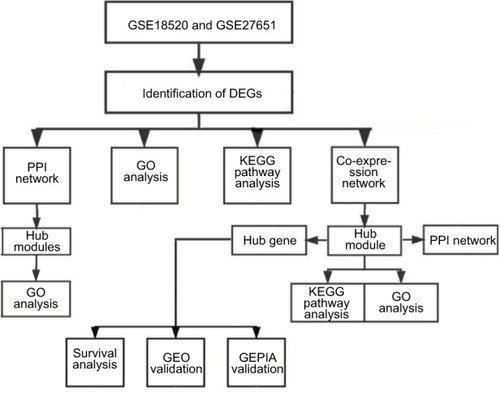Figure 1 Study design and data preprocessing.Note: Flow diagram of study.Abbreviations: DEGs, differentially expressed genes; EOC, epithelial ovarian cancer; GEO, Gene Expression Omnibus; GEPIA, Gene Expression Profiling Interactive Analysis; GO, gene ontology; KEGG, Kyoto Encyclopedia of Genes and Genomes; PPI, protein–protein interaction.