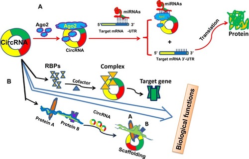 Figure 1 circRNAs involve in cancer progression by acting as “miRNA sponge” or protein scaffolding. (A) circRNAs competitively bind to miRNA with the participation of Ago2 protein by acting as “miRNA sponge,” consequently release the target gene of miRNA. (B) circRNAs directly interact with RNA-binding proteins (RBPs), or mediate the interaction between proteins by serving as protein scaffolding to regulate the expression of downstream targets.