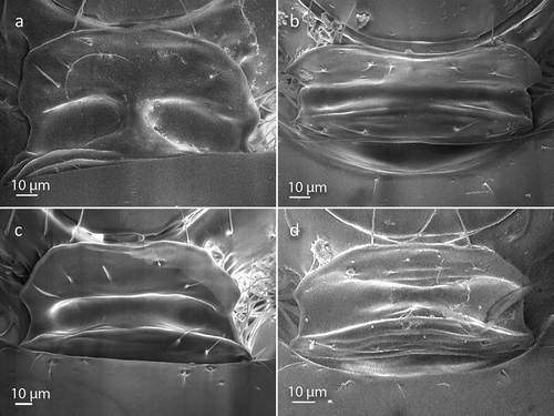 Figure 2. Scanning electron microscopy (SEM) images of the pronotal plate of (a) female Rhoptromeris dichromata sp. nov., (b) male R. leptocornis sp. nov., (c) female R. koponeni sp. nov., and (d) female R. macaronesiensis sp. nov.