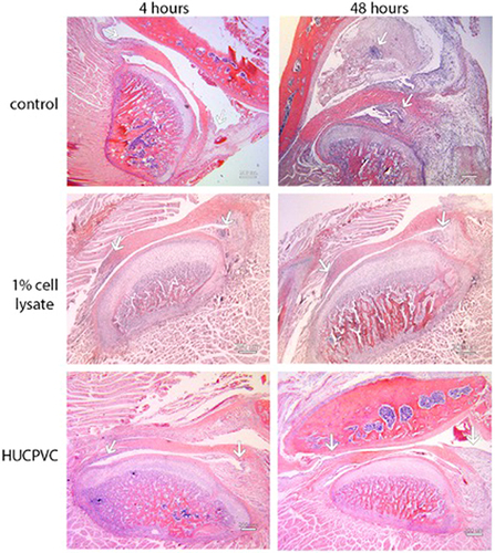 Figure 6 Photomicrographs of H&E stains of the peri-articular tissues of the control specimens compared to the 1% cell lysate and the HUCPVC-treated specimens at the 4-hour and 48-hour timepoints. White arrows indicate the anterior (left arrows in photomicrographs) discal attachments and the retrodiscal tissues (right arrows in photomicrographs) where increases in cell density in the synovial lining were observed in the controls and not the treated specimens. These regions are shown in higher magnification in Figures 7 and 8. Scale bar = 200 µm.