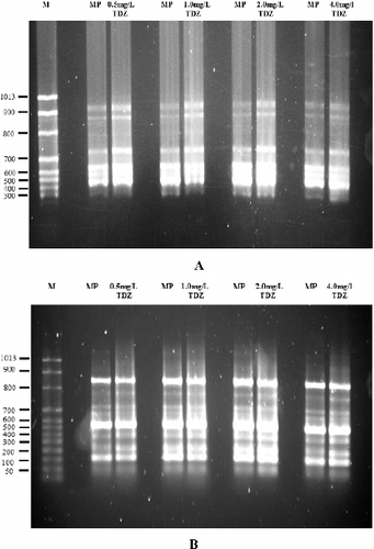 Figure 2. Monomorphic bands of ISSR products amplified from in vitro-raised shoot buds treated with different concentrations of TDZ (0.5, 1.0, 2.0 and 4.0 mg/L) and from mother plants of J. curcas using ISSR 5 (A) and UBC 889 (B) primers. Lane M, molecular size marker; MP, mother plant.