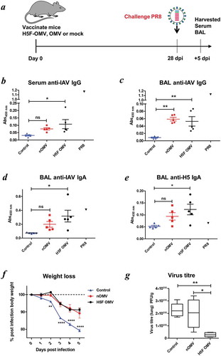 Figure 5. Bt OMVs expressing IAV H5F protein confer a level of protection to virus infection in mice. (a) Mice were immunised intranasally with H5F-OMVs in PBS; controls were administered intranasally with naïve OMVs or PBS alone (mock) at the indicated time-points; after 28 days all were challenged intranasally with a 10-fold lethal dose of IAV strain A/PR/8/34 (PR8, H1N1). At necropsy serum (b) and brochoalveolar lavage fluid (BAL) (c, d) were analysed for IAV IgG and IgA antibodies by ELISA using UV-inactivated PR8 virus. BAL samples were also analysed for H5 HA specific IgA antibodies (e) using recombinant H5 HA as the target antigen. Immune serum and BAL from PR8 IAV-infected mice (PR8) were used as reference samples. (f) The weight of individual animals in each group was assessed daily. (g) Lung homogenates were assessed for viral load (PFU/g lung tissue) at necropsy. Statisitical analysis was performed using one-way ANOVA with Tukey’s multiple comparison tests (panels b,c,d,e,g) or two-way ANOVA with Bonferroni post-tests. ns, not significant; *P < 0.05; **P < 0.01; ***P < 0.001.