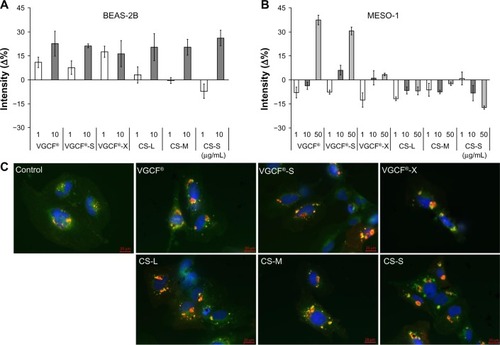 Figure 6 Intracellular acidification upon exposure to CNTs.Notes: (A) BEAS-2B cells were exposed to 1 and 10 μg/mL of MWCNT (VGCF®-X, VGCF®-S, and VGCF®) or CSCNT (CS-L, CS-S, and CS-M) for 24 hours. (B) MESO-1 cells were exposed to 1, 10, and 50 μg/mL MWCNT or CSCNT for 24 hours, incubated with an acidotropic probe (LysoSensor™; Life Technologies, Carlsbad, CA, USA), and analyzed by flow cytometry (10,000 cells). The LysoSensor intensity (%) was calculated as follows: ([FL1 channel intensity of cells exposed to CNTs − FL1 channel intensity of untreated cells]/[FL1 channel intensity of cells exposed to DM − FL1 channel intensity of untreated cells]) ×100%. DM is 0.001% gelatin. CNT inhibition intensity (%) was calculated as follows: ([FL1 channel intensity of CNT blank − FL1 channel intensity of untreated cells]/[FL1 channel intensity of DM blank − FL1 channel intensity of untreated cells]) ×100%. The intensity change was determined as follows: intensity (Δ%) = LysoSensor intensity (%) − CNT inhibition intensity (%). Data are expressed as mean ± standard error (n=4). (C) BEAS-2B cells were exposed to 10 μg/mL MWCNT (VGCF, VGCF-S, and VGCF-X) or CSCNT (CS-L, CS-M, and CS-S) for 24 hours and visualized by staining with LysoSensor dye (green), CellLight® Lysosomes-RFP (red [Life Technologies]), and bisbenzimide H33342 fluorochrome trihydrochloride (blue [Nacalai Tesque, Kyoto, Japan]) for nuclei. Scale bar =20 μm. MWCNTs were provided by Showa Denko KK (Tokyo, Japan); CSCNTs were provided by GSI Creos (Tokyo, Japan).Abbreviations: CNT, carbon nanotube; CSCNT, cup-stacked carbon nanotube; DM, dispersant medium; MWCNT, multi-walled carbon nanotube; CS-L, CSCNT of length 20–80 μm; CS-S, CSCNT of length 0.5–20 μm; CS-M, CSCNT of intermediate length; VGCF, vapor grown carbon fibers.