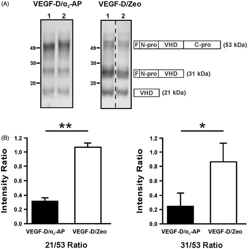 Figure 2. Processing of VEGF-D in tumour xenografts. (A) VEGF-D was immunoprecipitated from tumour lysates and detected by Western blotting. Two examples are shown for VEGF-D/α2-AP and VEGF-D/Zeo tumours. Identities of detected bands are schematically indicated to right of blots, and numbers in brackets to right of schematics denote apparent molecular weights for these proteins as reported previously (Stacker et al., Citation1999) and are consistent with blots shown here. Positions of molecular weight markers (in kDa) are shown to left. ‘F’ denotes FLAG tag; ‘N-pro’ and ‘C-pro’, N- and C-terminal propeptides, respectively; ‘VHD’, VEGF homology domain; slashed line indicates where irrelevant tracks were excised from image. Decreased abundance of smaller (i.e. 31 and 21 kDa) forms of VEGF-D subunit, relative to full-length 53 kDa form, in VEGF-D/α2-AP tumours indicates less proteolytic processing occurred than in VEGF-D/Zeo tumours. (B) Relative abundance of different forms of VEGF-D in lysates of every tumour (n = 7 for VEGF-D/α2-AP; n = 9 for VEGF-D/Zeo) was assessed by scanning of blots. A ratio of intensity of band for 21 kDa mature form to intensity of band for 53 kDa full-length form (21/53 ratio) was generated for each tumour; likewise, ratios for intensity of band for 31 kDa partially processed form to intensity of band for full-length form (31/53 ratio) were also generated. Graphs show mean ± SEM. * denotes p < 0.05; ** p < 0.005, Student’s t-test.