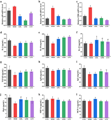 Figure 4. Effects of GP on signaling pathways and cytokines in serum and intestinal tissues. (a) p50; (B) p38; (c) ERK; (d) IL-2; (e) IL-10; (f) IL-22; (g) TGF-β3; (h) IgM; (i) IgG; (j) SIgA; (k) MIP-1α; (L) MCP-1. Multiple comparisons were performed by using one-way ANOVA using SPSS 26.0 software. Means with different letters are significantly different (p < .05) (n = 8). CON: control group; MOD: model group; GPL: low dose GP group; GPH: high dose GP group; LNT: lentinan.