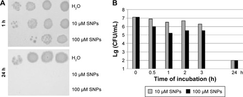 Figure 2 Antibacterial effects of SNPs.Notes: (A) Protocol of the experiment demonstrating the dose- and time-dependent effects of SNPs. (B) Histogram survival of Escherichia coli cells after treatment with SNPs.Abbreviations: SNPs, silver nanoparticles; CFU, colony-forming unit.