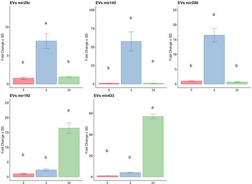 Figure 3. Analysis by RT-qPCR of anti and pro-fibrotic miRNAs relative gene expression in EV, derived from at-MSC preconditioned with TGFβ-1 at time points 0h: red bars; 4h: blue bars; 24h hours: green bars. Y-axes: fold change of the relative expression, the error bar is the standard deviation. Different letters indicate statistically significant differences between groups (p < 0.05). Three replicates per treatment. Housekeeping: geometric mean of cel-mir39 and SNORD43.