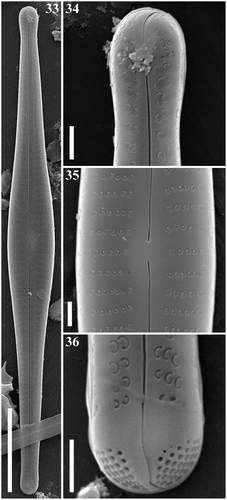 Figs 33–36. Gomphonema subtiliforme, Lake Matano, Indonesia, SEM, external views. Fig. 33. Whole valve. Fig. 34. Head pole. Fig. 35. Details of valve at centre. Fig. 36. Foot pole with pore field. Scale bars: Fig. 33, 20 µm; Figs 34–36, 1 µm.