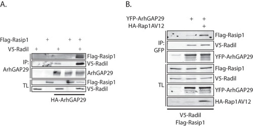 FIG 6 Rasip1 forms a multimeric complex with ArhGAP29 and Radil. (A) Coimmunoprecipitation of Flag-Rasip1 with YFP-ArhGAP29 (detected using an anti-GFP antibody) in the presence or absence of V5-Radil in HEK293T cells. The experiments were repeated at least four times. (B) Coimmunoprecipitation of Flag-Rasip1 and V5-Radil with YFP-ArhGAP29 (detected with an anti-GFP antibody) in the presence or absence of HA-Rap1A(V12) in HEK293T cells.