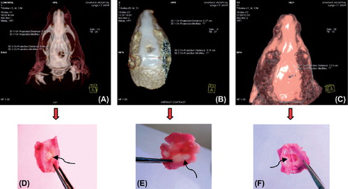 Figure 2. CT analysis and macroscopic images of regenerated bone in rat. Images show bone regeneration after 4 weeks implantation of scaffolds in the defected site. Control (A and D); scaffold alone (B and E); scaffold + USSCs pre-cultured in vitro (C and F).