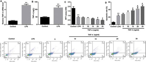 Figure 4. TNF-α suppressed proliferation and promoted apoptosis in IEC-6/NEC.The IEC-6 cells were stimulated with 100 μg/mL LPS for 3 h to establish NEC in vitro cell model (IEC-6/NEC, LPS group), and the cells treated with equal volume of culture medium served as the control (Control group). (A) The TNF-α mRNA expression in IEC-6 cells stimulated with LPS or not was measured by RT-qPCR. (B) The TNF-α level in the cell supernatant of IEC-6 cells stimulated with LPS or not was measured by Western blot. (C) Effects of TNF-α treatment at increasing concentrations (5, 10, 15, 20, 30 ng/mL) for 6 h on the proliferation of the LPS-induced IEC-6/NEC cells were evaluated by MTT assays. (D) Effects of TNF-α treatment at increasing concentrations (5, 10, 15, 20, 30 ng/mL) for 6 h on the apoptosis of the LPS-induced IEC-6/NEC cells were evaluated by flow cytometry cell apoptosis analysis. **p < 0.01 vs. Control group; #p < 0.05 vs. LPS group.