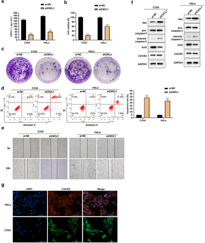 Figure 4. Effects of siCXCL1 on HeLa and C33A. A. ELISA was used to detect CXCL1 expression; B. CCK8 was used to detect cell viability; C. clone formation assay; D. Annexin V/PI staining; E. wound healing assay; F. Western blot was used to detect CXCR2 and apoptosis-related protein expression; G. cell immunofluorescence of CXCR2. ***P < 0.001.