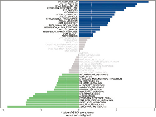 Figure 5 GSVA analysis for tumor and adjacent tissue.